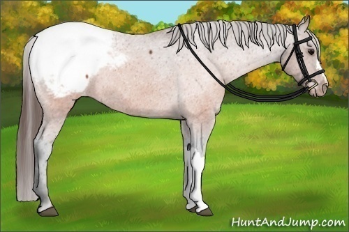 Horse Color:Brown Appaloosa 