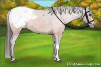 Horse Color:Brown Appaloosa
