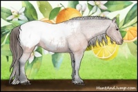 Horse Color:Brown Appaloosa 