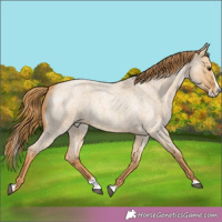 Horse Color:Red Dun Roan Splash 