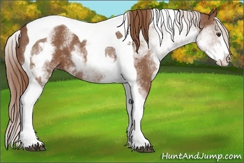 Horse Color:White Spotted Chestnut Splash Tobiano 