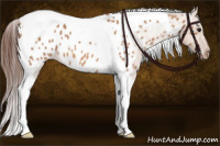Horse Color:Bay Dun Tobiano Blanket 