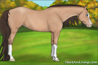 Horse Color:Amber Champagne Splash 