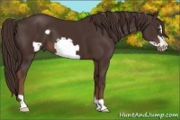 Horse Color:Liver Chestnut Frame 