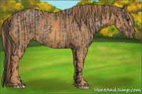 Horse Color:Brown Rabicano Brindle