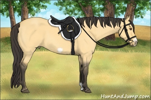 Horse Color:Buckskin Dun Frame