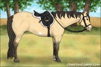 Horse Color:Buckskin Dun Frame 