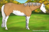 Horse Color:Silver Buckskin Splash 