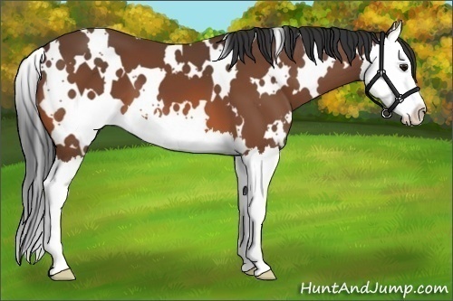 Horse Color:White Spotted Bay Splash