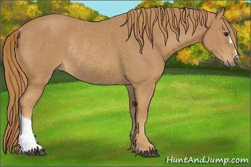 Horse Color:Chestnut Rabicano