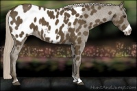 Horse Color:Chocolate Palomino Frame Appaloosa
