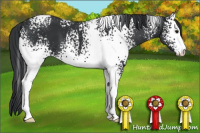 Horse Color:White Spotted Black Sabino