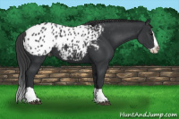Horse Color:Black Splash Appaloosa 