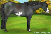 Horse Color:Black Frame Rabicano 