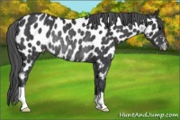 Horse Color:Black Appaloosa Rabicano 