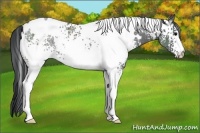 Horse Color:White Spotted Black Ice Rabicano 