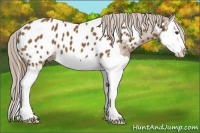 Horse Color:Chocolate Palomino Splash Appaloosa 
