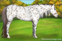 Horse Color:Bay Dun Appaloosa Rabicano 