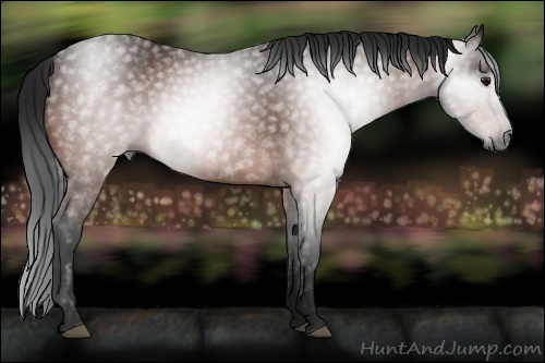 Horse Color:Gray Bay 