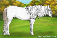 Horse Color:White Spotted Buckskin Splash Frame Appaloosa 