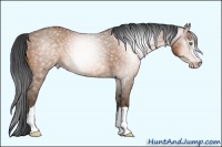 Horse Color:Gray Sable Champagne 