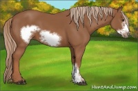 Horse Color:Chestnut Frame 
