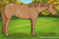 Horse Color:Chestnut Sabino 