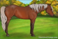 Horse Color:Silver Bay 