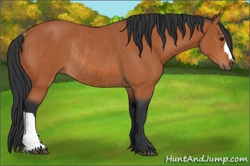 Horse Color: Bay Rabicano 