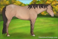 Horse Color:Amber Champagne 