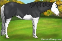 Horse Color:Black Splash 