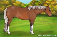 Horse Color:Silver Bay 