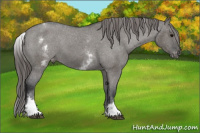 Horse Color:White Spotted Grullo Appaloosa