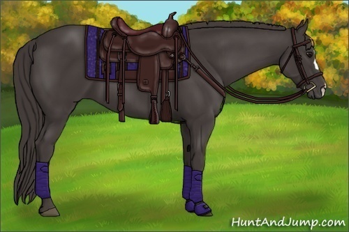 Horse Color:Smoky Black 