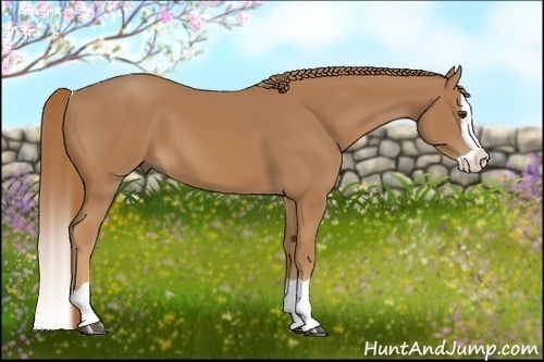 Horse Color:Chestnut Splash 