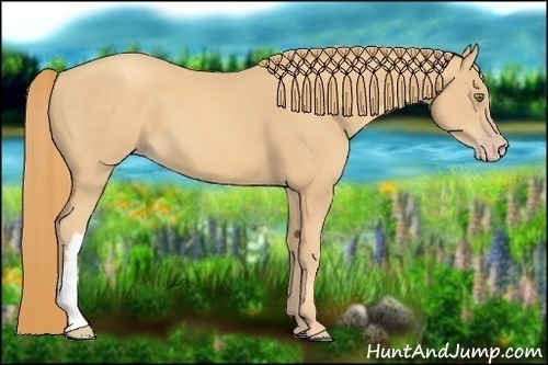 Horse Color:Gold Champagne 