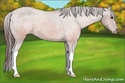Horse Color:Brown Appaloosa 