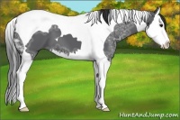 Horse Color:Black Ice Splash Tobiano 