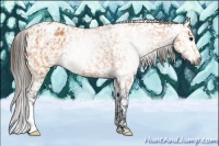 Horse Color:Gray Buckskin Appaloosa