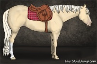 Horse Color:Gold Cream Champagne 