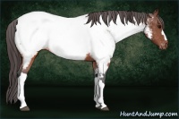 Horse Color:Brown Appaloosa