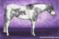 Horse Color:White Spotted Black Splash Tobiano Frame Blanket 
