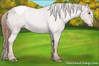 Horse Color:Red Roan Appaloosa 