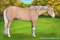 Horse Color:Silver Classic Champagne Splash