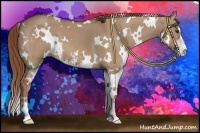 Horse Color:White Spotted Red Dun Sabino 