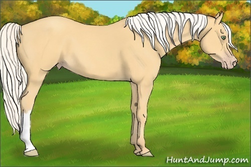 Horse Color:Silver Amber Cream Champagne