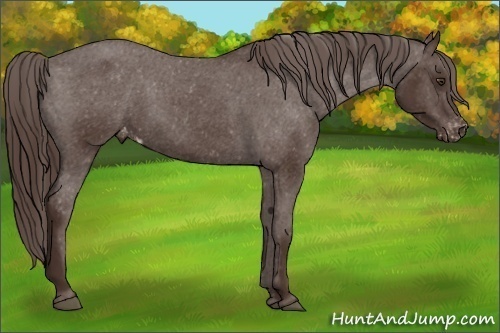 Horse Color: Liver Chestnut Varnish 