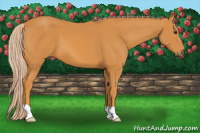 Horse Color:Palomino 