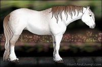 Horse Color:Gray Chestnut Sabino