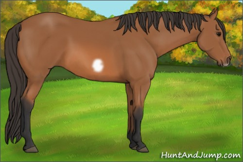 Horse Color: Bay Frame 